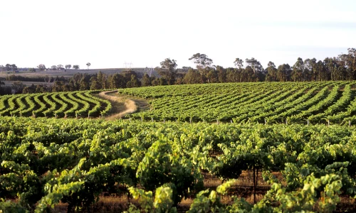 How Climate Change Is Reshaping Australia's Farmland Market